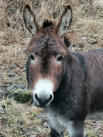 Tauern Esel